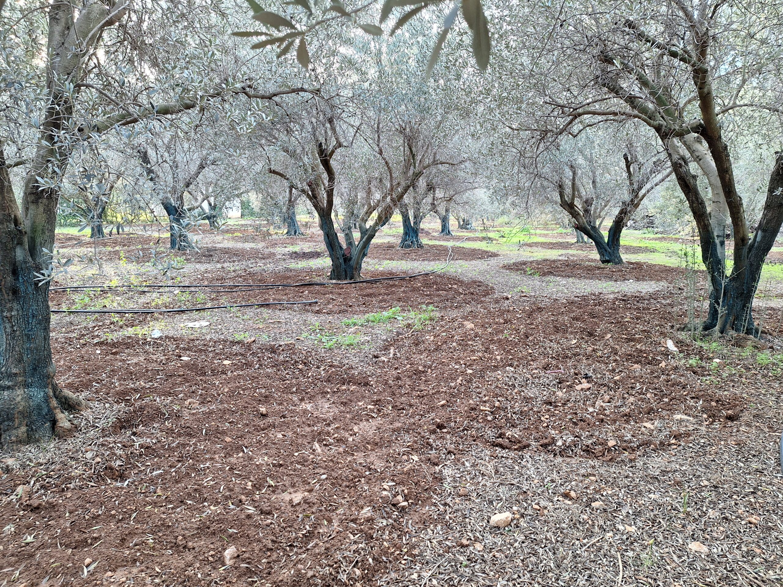 Συγκομιδή Ελιάς για Ελαιοποιήσιμες Ποικιλίες